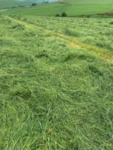 Grass cut for silage