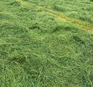 Grass cut for silage