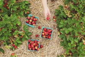 Strawberries Polytunnel