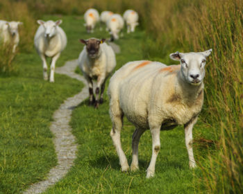 UK, Scotland, Fort William, Sheeps on the field near the city.