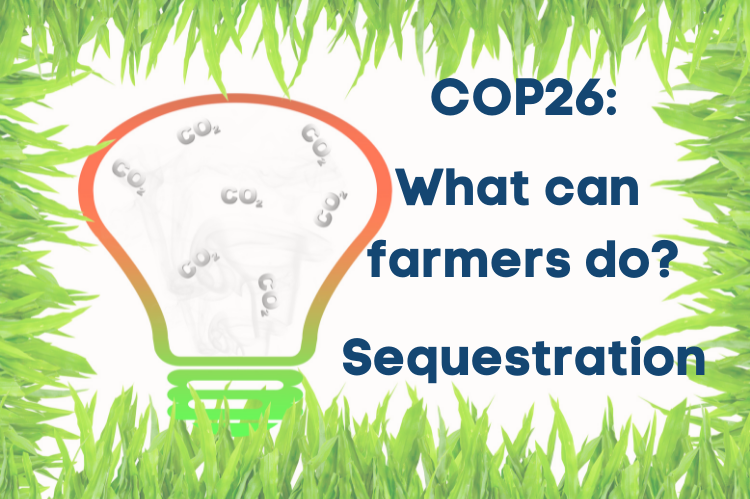 An infographic showing a lightbulb with the symbols CO2 floating inside it. Around the outside of the photo is a border of grass leaves and the title 'COP26: What can farmers do? Sequestration' is typed onto the infographic.