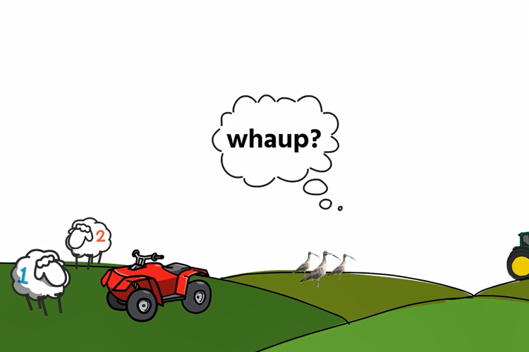 A cartoon type image showing rolling hillocks, a red quad bike on one with two sheep, three curlews on the middle hillock and a wheel of a tractor disappearing off the screen in the other.