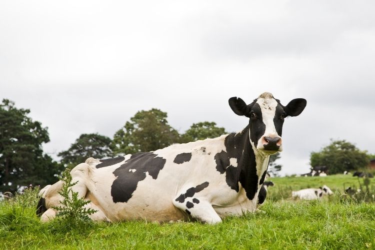 A Holstein dairy cow lying in a grass field looking at the camera with a startled look on her face.
