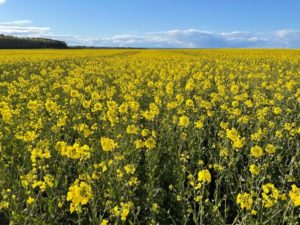 Oilseed Rape Pic