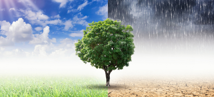The photo shows a tree in full leave in the middle of the image. Either side of the tree are the extremes of weather conditions in a changing climate - on the left there is a bright sunny sky and lush green grassland; on the right side there is a dark and heavy sky with cracked and arid ground that is beyond the point where anything can grow.
