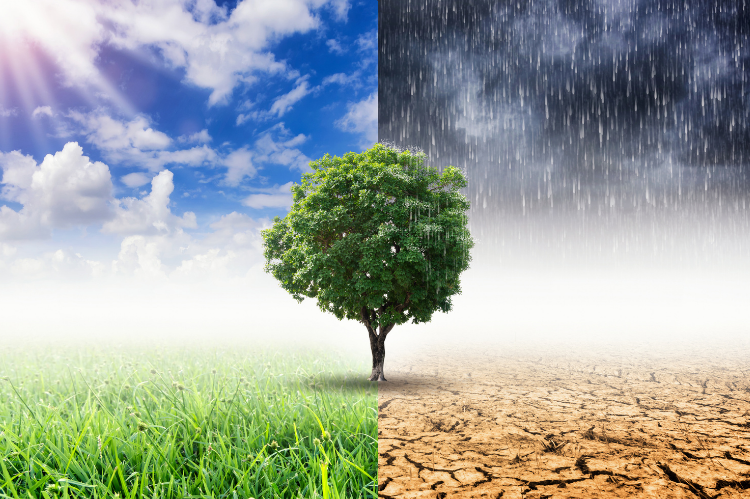 The photo shows a tree in full leave in the middle of the image. Either side of the tree are the extremes of weather conditions in a changing climate - on the left there is a bright sunny sky and lush green grassland; on the right side there is a dark and heavy sky with cracked and arid ground that is beyond the point where anything can grow.