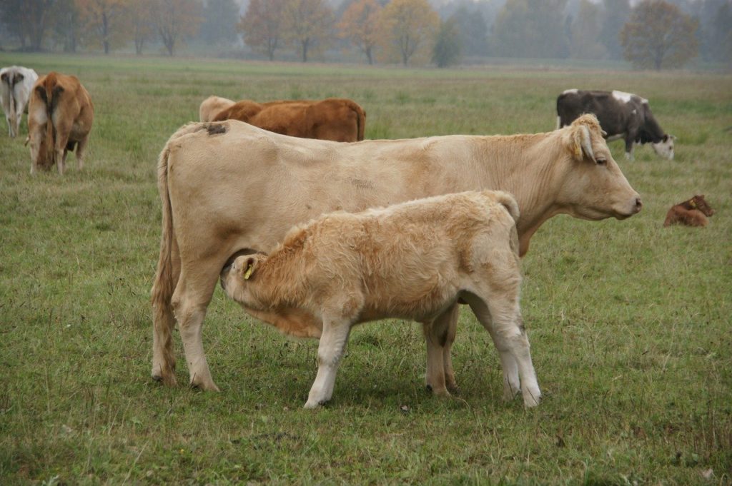 Beef suckler cow with calf suckling
