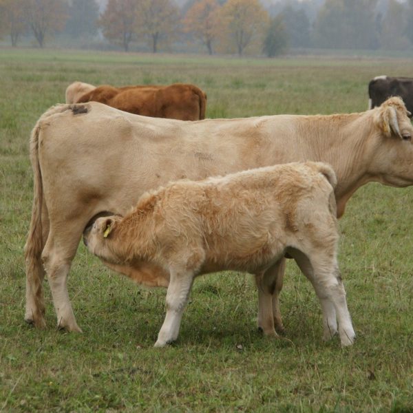 Beef suckler cow with calf suckling