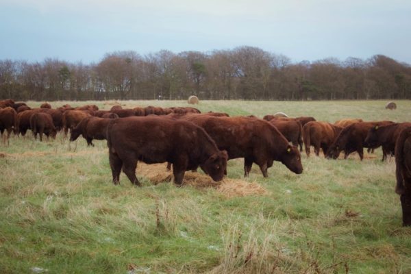 Beef cattle grazing on hay