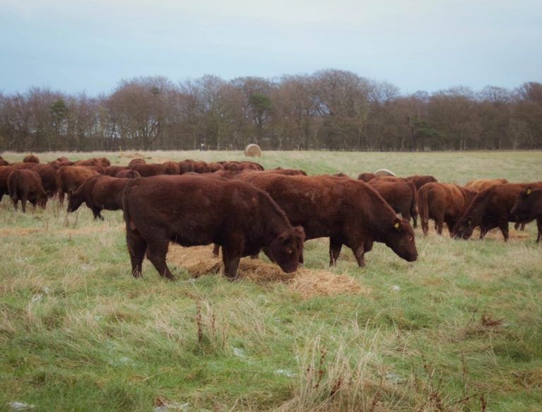 Beef cattle grazing on hay