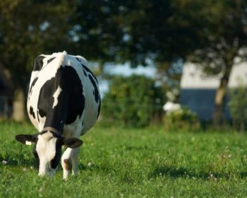 A black and white dairy cow eating a grass clover sward with an out of focus shed in the background.