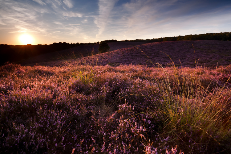 A ground level view of heather, in bloom as the sun is rising.
