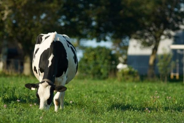 A black and white dairy cow eating a grass clover sward with an out of focus shed in the background.