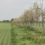 Young apple trees in bloom intercropped between two cereal fields.