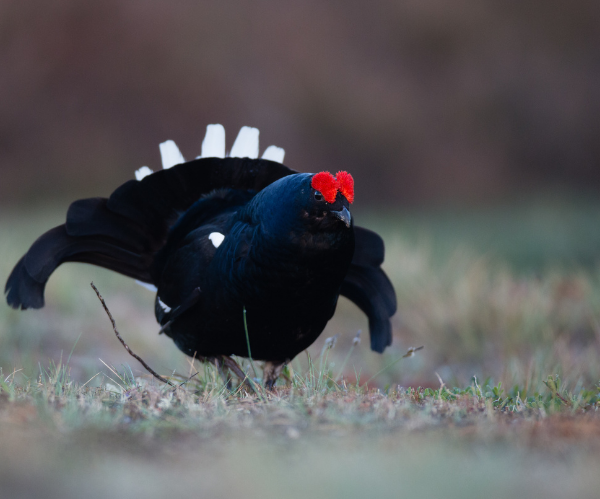 A black grouse bird displaying typical display behavior with wings spread, head lowered and tail feathers ruffled.
