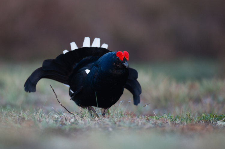 A black grouse bird displaying typical display behavior with wings spread, head lowered and tail feathers ruffled.
