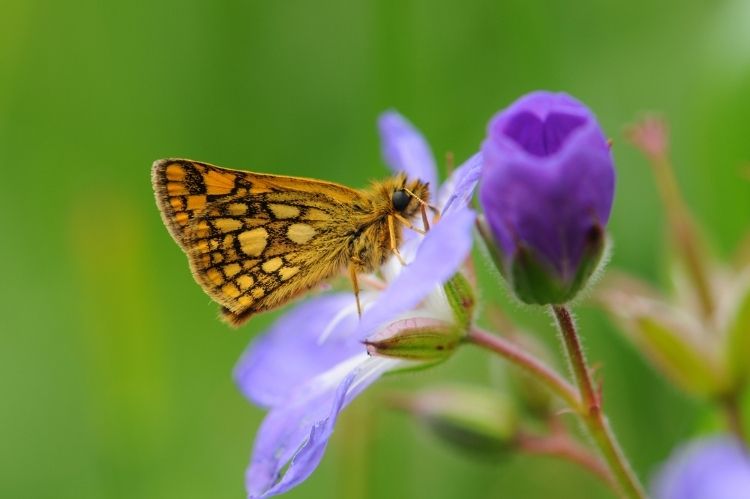 A chequered skipper buttefly landed on a purple flower with it's wings closed, set against an out of focus green background.