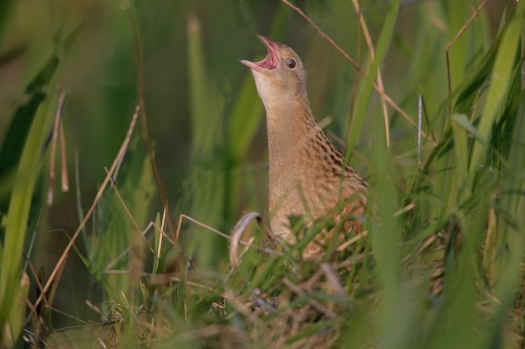 A corncrake calling in long grass.