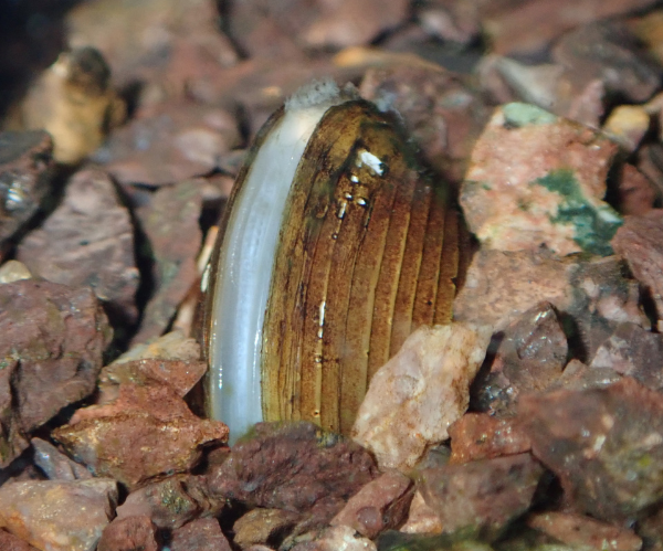 A freshwater pearl mussel nestled within some gravel in a riverbed.