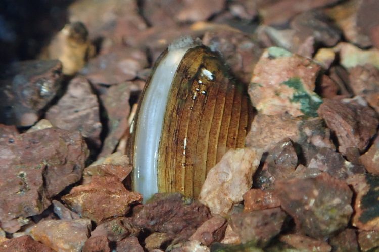 A freshwater pearl mussel nestled within some gravel in a riverbed.