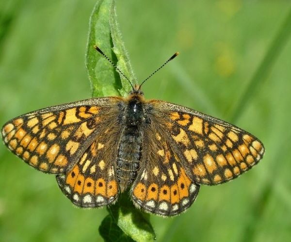 A Marsh Fritillary butterfly settled, wings open, on a stalk of grass.
