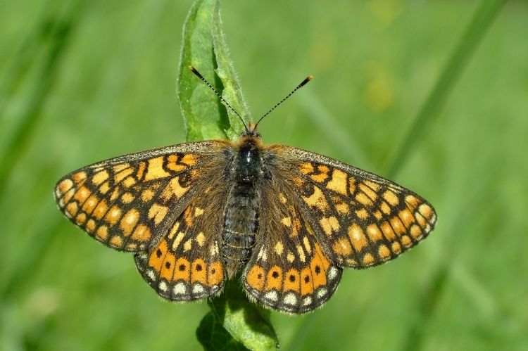 A Marsh Fritillary butterfly settled, wings open, on a stalk of grass.