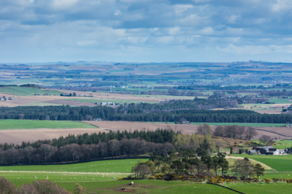 A typical rural landscape in Scotland with sheep grazing in green fields of pasture, bands of trees around a farm steading and fields of ripening cereal crops in the distance.