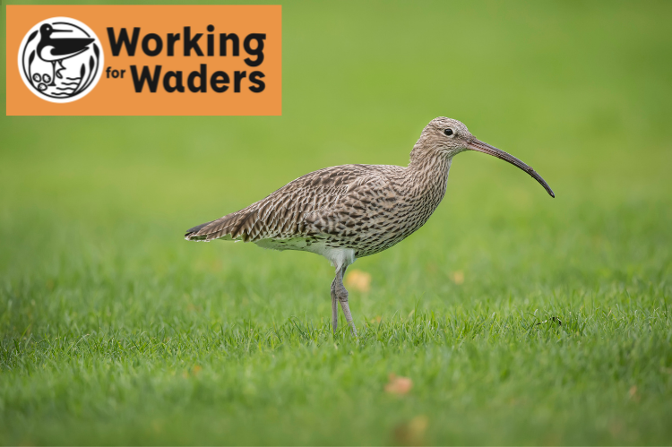 A curlew walking on short grass with the Working For Waders logo embedded at the top left of the photo