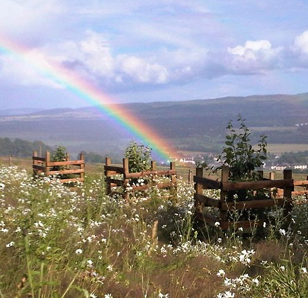An area of wildflowers and young trees protected by ranch type fencing around them; in the distance is a hilly landscape with a rainbow cutting across the photo.