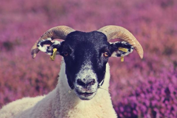 Black faced ewe on a background of heather