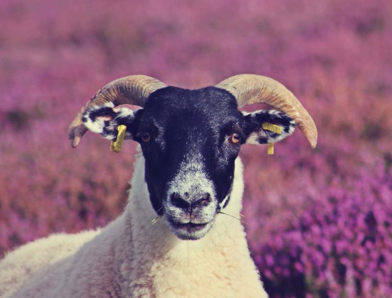 Black faced ewe on a background of heather