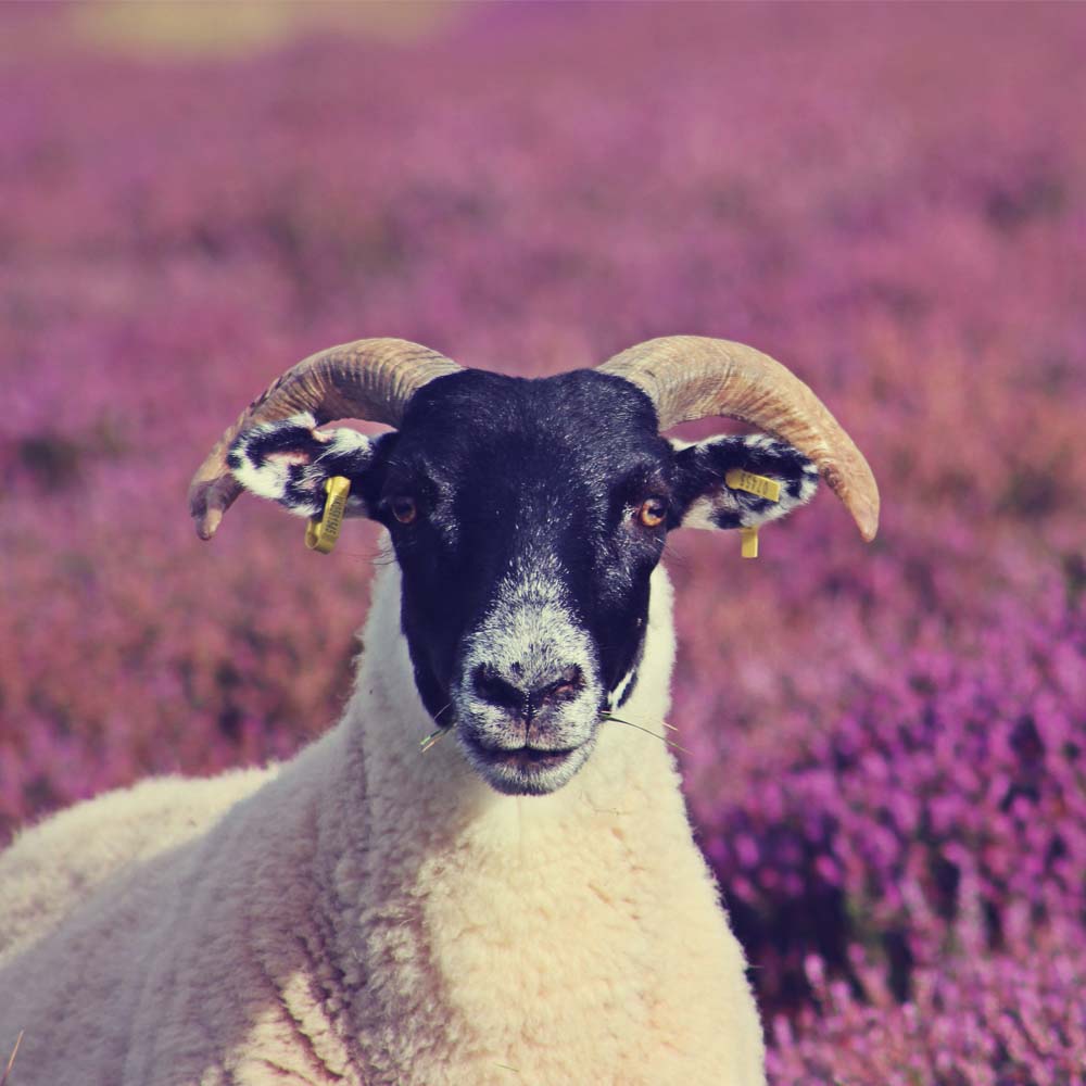 Black faced ewe on a background of heather
