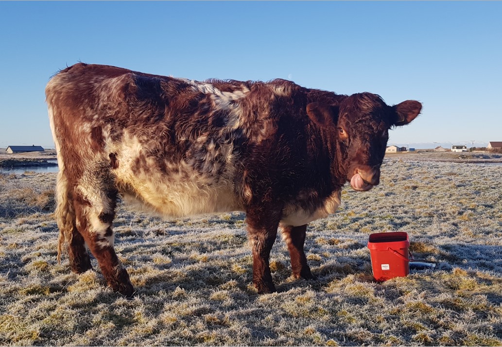 Uist Cow Winter