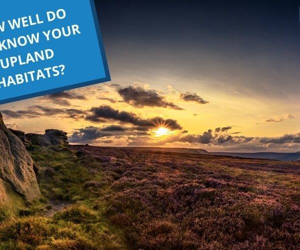 A sunset across an upland habitat with purple heather highlighted in the low light. In the top left corner is a text box that reads "How well do you know your upland habitats"