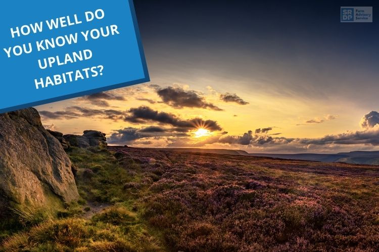 A sunset across an upland habitat with purple heather highlighted in the low light. In the top left corner is a text box that reads "How well do you know your upland habitats"