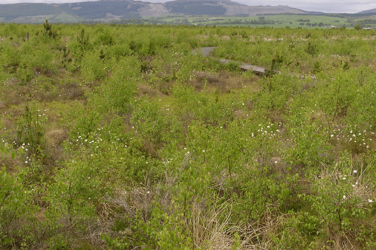 An area of drained peatland with native birch trees regenerating on it.