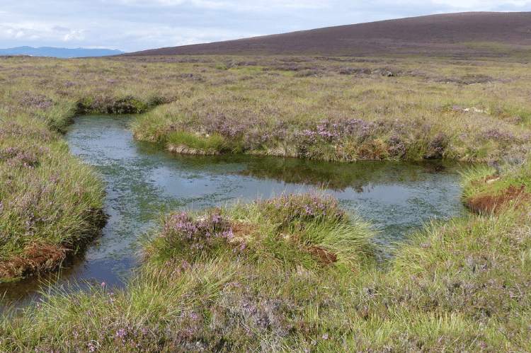 An example of blanket bog with a wetland pond, green with algae, situated in the middle of an area of wet peatland.