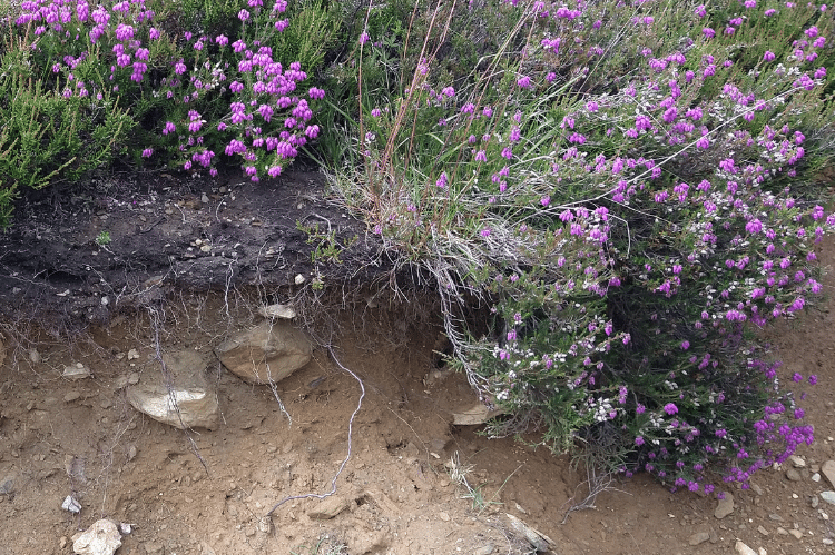 An example of a dry heath with purple heather growing over a dry substrate below.