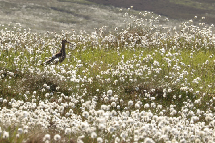 An expanse of hare's-tail cottongrass with a curlew standing in the middle of it.