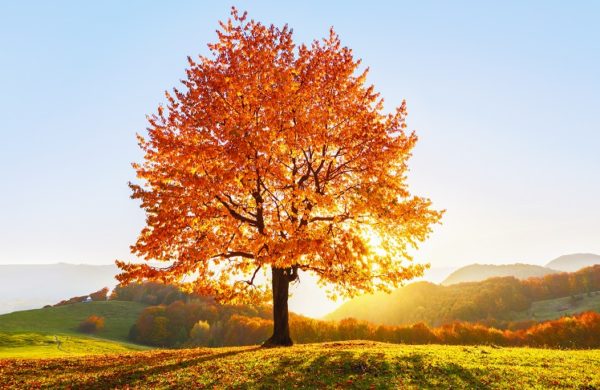 On the lawn covered with leaves at the high mountains there is a lonely nice lush strong tree and the sun rays lights through the branches with the background of blue sky. Beautiful autumn scenery.