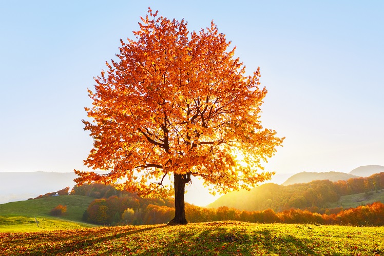 On the lawn covered with leaves at the high mountains there is a lonely nice lush strong tree and the sun rays lights through the branches with the background of blue sky. Beautiful autumn scenery.