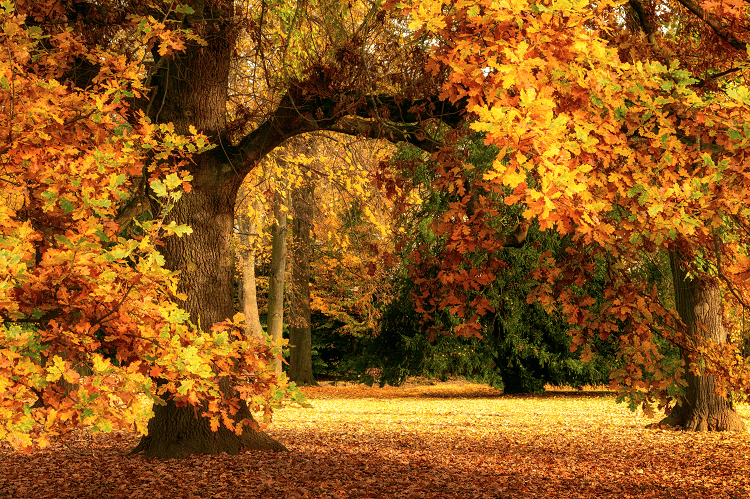 Mature oak trees covered in bright orange autumnal leaves.
