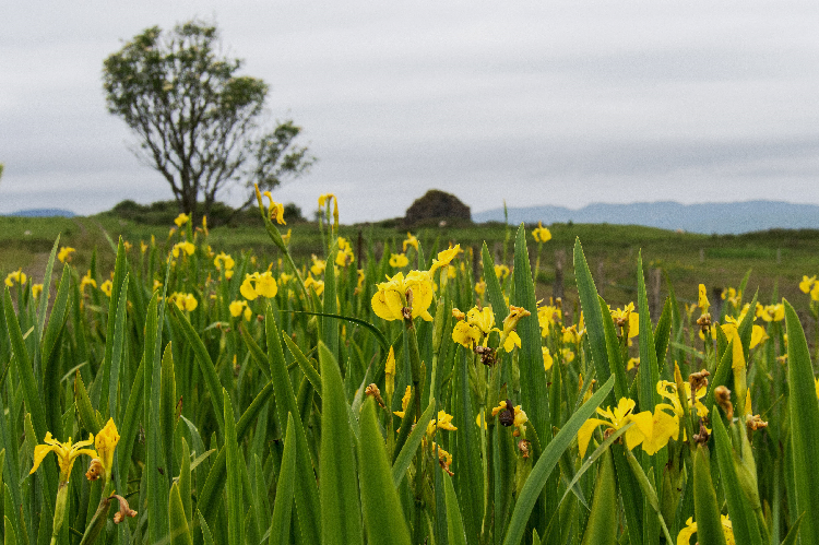 A field with yellow flag iris plants in the foreground.