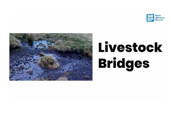 A white title slide with a photo of eroded and degraded peatland with the words 'Livestock bridges' beside it.