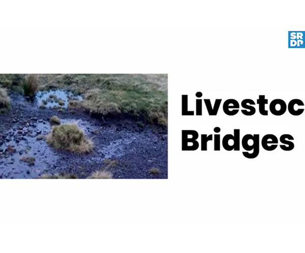 A white title slide with a photo of eroded and degraded peatland with the words 'Livestock bridges' beside it.