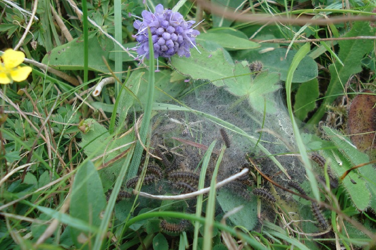 A nest of Marsh Fritillary caterpillars, surrounded by a web type net on an area of natural vegetation.