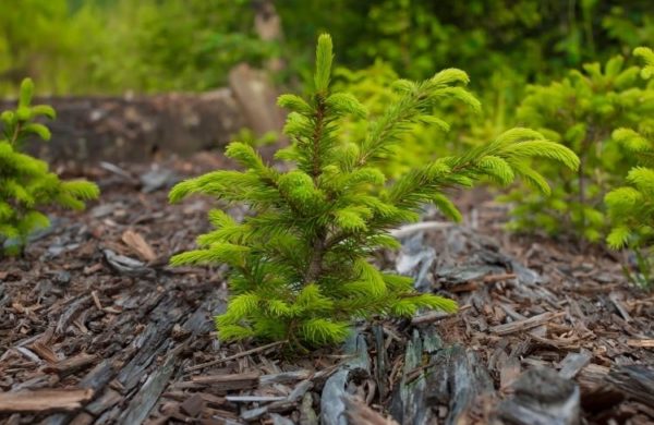 A young norway spruce tree planted in a bed of chipped bark.