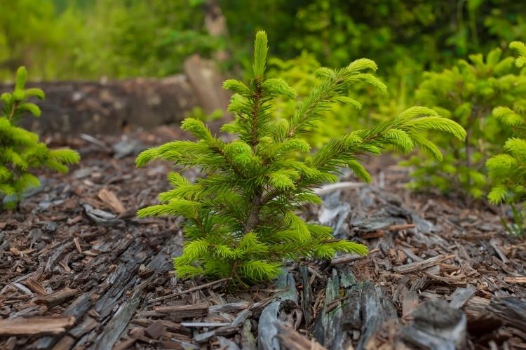 A young norway spruce tree planted in a bed of chipped bark.