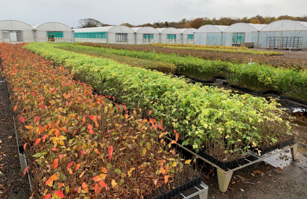 A view of a tree nursery with polytunnels visible in the background and long tables filled with tree saplings in the foreground.