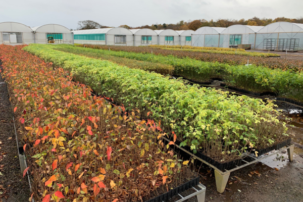 A view of a tree nursery with polytunnels visible in the background and long tables filled with tree saplings in the foreground.